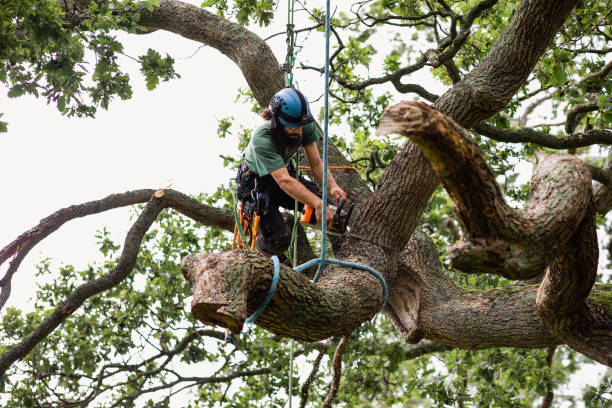 How Our Tree Care Process Works  in  Lawndale, CA